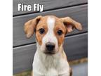 Adopt Firefly a Mountain Cur, Terrier