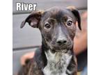 Adopt RIver a Mountain Cur, Terrier