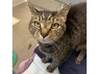 Adopt Gretel a Domestic Short Hair