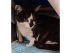 Adopt Louloutte a Domestic Short Hair
