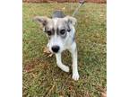 Adopt Luna a Husky, Mixed Breed