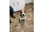 Adopt Theodora a Jack Russell Terrier