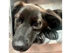 Adopt TUCSON a Mixed Breed