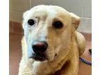 Adopt WASABI a Mixed Breed