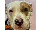 Adopt JELLO a Mixed Breed