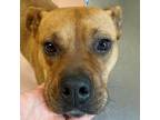 Adopt HONEY BEE a Mixed Breed