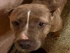 Adopt ASPEN a Mixed Breed