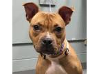 Adopt Odessa/Penny a Boxer, Pit Bull Terrier