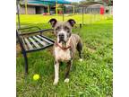 Adopt Monica a American Staffordshire Terrier