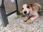 Adopt MAGPIE a Great Pyrenees, Australian Cattle Dog / Blue Heeler