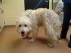 Adopt PATRICIA a Great Pyrenees, Poodle