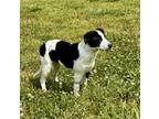 Adopt MAYA a Rottweiler, Australian Cattle Dog / Blue Heeler