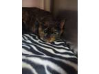 Adopt Reecie (orleans) a Domestic Short Hair