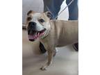 Adopt Tripp a Pit Bull Terrier