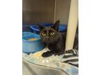 Adopt Lennox (orleans) a Domestic Short Hair