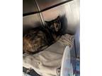 Adopt Fern (forest) a Domestic Short Hair