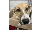 Adopt DIXIE a Mixed Breed
