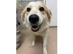 Adopt CHEDDAR a Mixed Breed