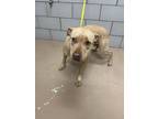 Adopt GALADRIEL a Mixed Breed