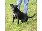 Adopt TERRA-28772 a Pit Bull Terrier