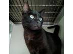 Adopt Lucy a Domestic Short Hair