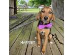 Adopt Harriet a Mixed Breed, Hound