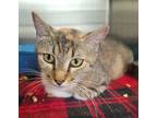 Adopt Queen Elizabeth a Domestic Short Hair