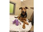 Adopt Solar a Shepherd, Mixed Breed