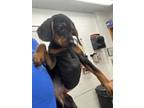Adopt Fig a Hound, Mixed Breed