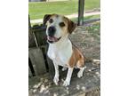 Adopt Bellouise a Mixed Breed