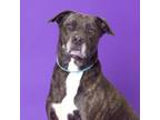 Adopt June a Mixed Breed