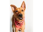 Adopt ROO a Black Mouth Cur, Mixed Breed