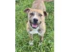 Adopt CLARE a Pit Bull Terrier, Mixed Breed