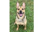 Adopt ALICE a Pit Bull Terrier, Mixed Breed