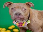 Adopt PIPER WRIGHT a Pit Bull Terrier, Mixed Breed