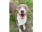 Adopt WINIFRED a Pit Bull Terrier, Mixed Breed