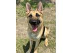 Adopt ERIN a German Shepherd Dog, Mixed Breed