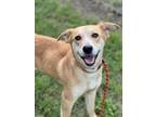 Adopt OPHELIA a Labrador Retriever