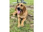 Adopt LOLITA a Bloodhound, Mixed Breed