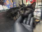 Adopt GIA a Domestic Short Hair