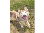 Adopt SHAYLA a Siberian Husky