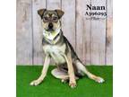 Adopt NAAN a Rhodesian Ridgeback, Mixed Breed