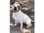 Adopt THELMA a Pit Bull Terrier, Mixed Breed