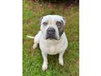Adopt THELMA a Pit Bull Terrier, Mixed Breed