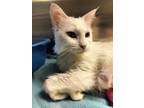 Adopt Snow White a Domestic Long Hair, Domestic Short Hair