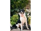 Adopt Bow a Border Collie, Mixed Breed