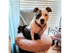 Adopt Cilantro a Pit Bull Terrier