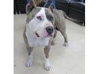 Adopt SADEE a Pit Bull Terrier