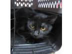 Adopt CELESTE a Domestic Short Hair