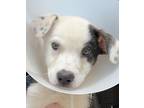 Adopt Blueberry a Mixed Breed